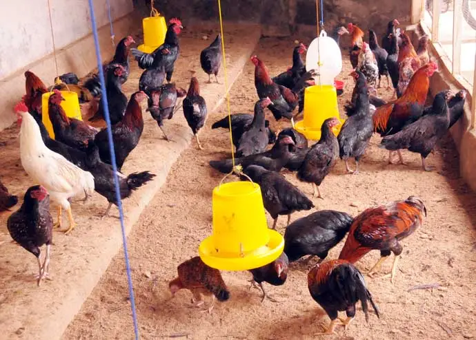 Ternak ayam kampung