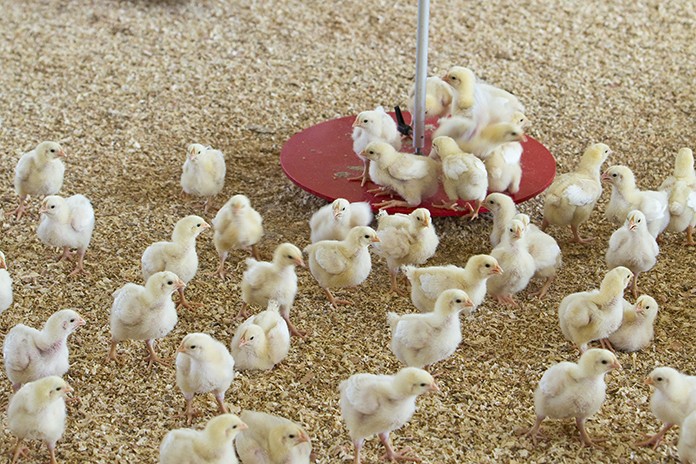 ternak ayam pedaging