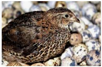 ternak burung puyuh