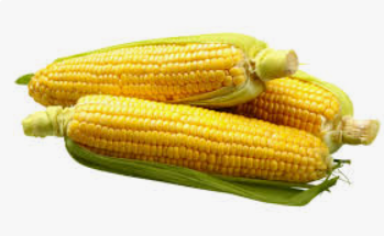 petani jagung